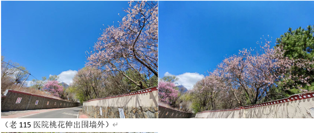 退役女兵回到林芝，老部队变成放牛地，桃花照样开满唐地村…