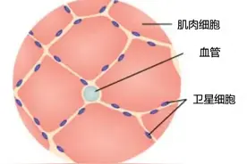 骨骼肌重获新生？竟源于一氧化氮的神奇力量！图片