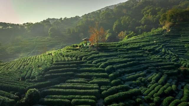 寻香觅幽，漫步天堂：杭州金秋绝美徒步路线全攻略