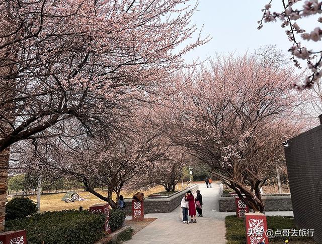 成都市区绿梅、青梅开花了，不用远去大邑，免费，非常惊艳！