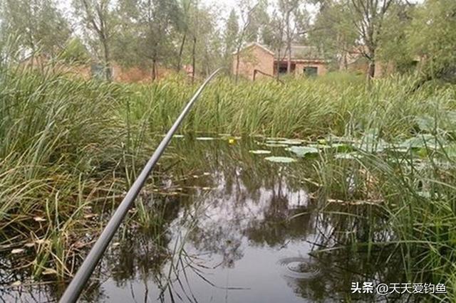 野钓大鲫鱼，会用这4个招数，绝对是内行