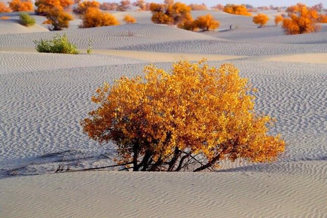 出片率100%！赴一场沙漠胡杨的金色之约