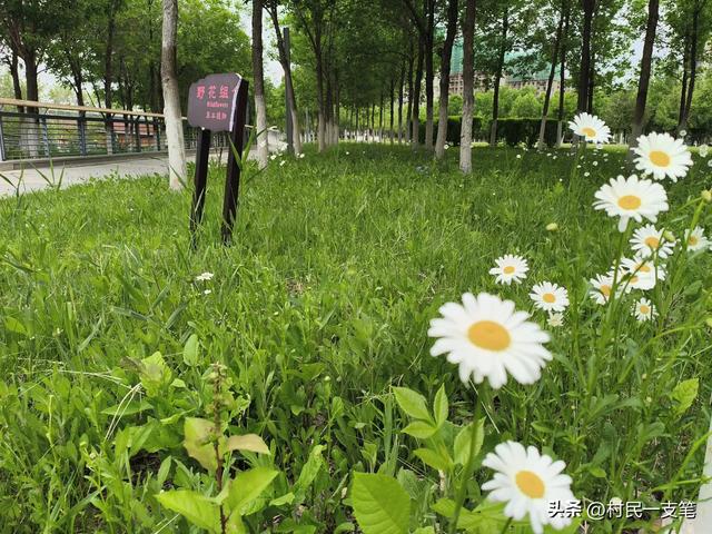 公园绿树成荫，路边花草芬芳，行人休闲漫步，享受快乐时光
