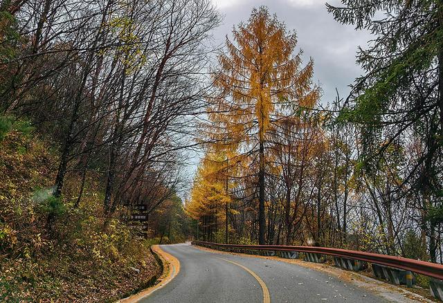 2024深秋四川行19 神农架风景区2 华中屋脊的五彩秘境
