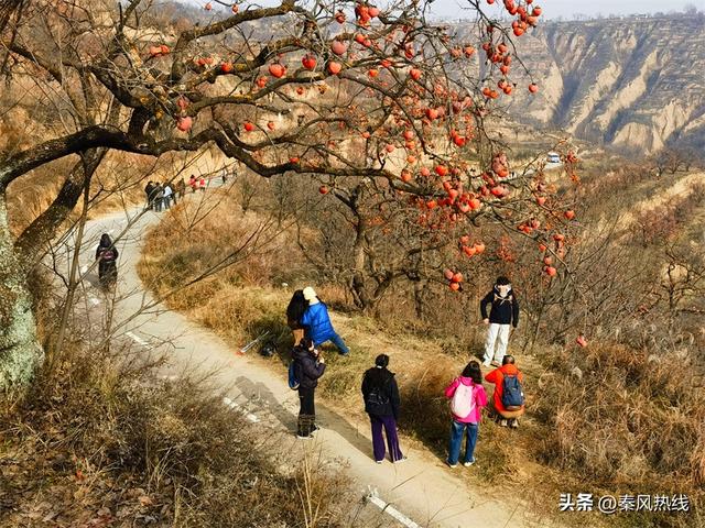 彬州市：多举措提升罗店村柿林观赏地游客满意度