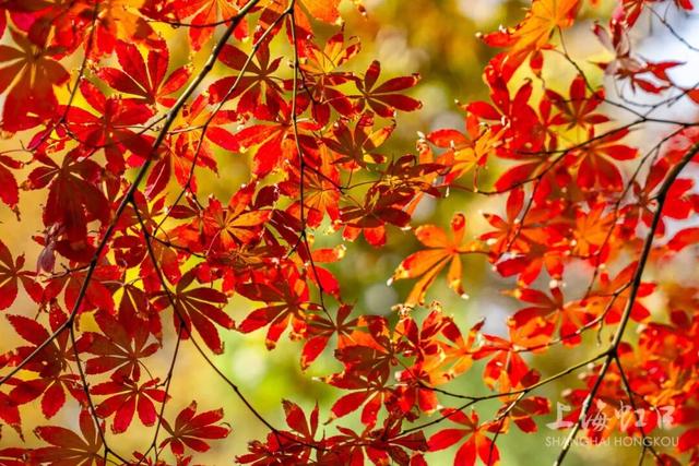 鲁迅公园枫叶红了！红黄青绿交织秋意浓~超出片