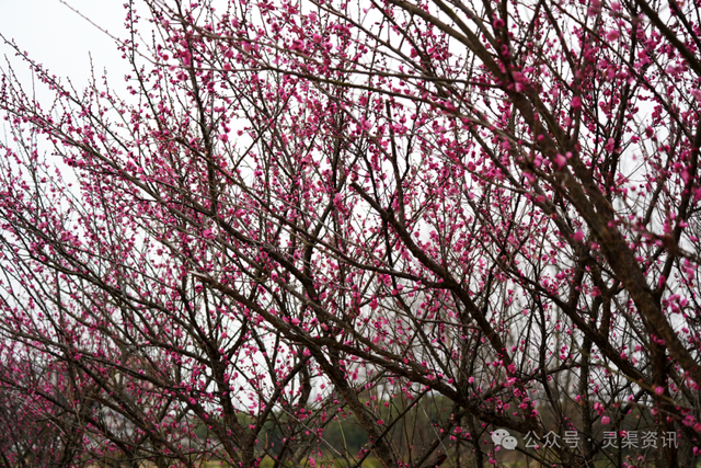 北渠畔的“胭脂雪”！兴安冬日的限定浪漫，美到心巴上~