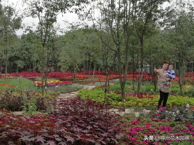 云南首个林下花园：自然与人文交织的生态花园景观杰作