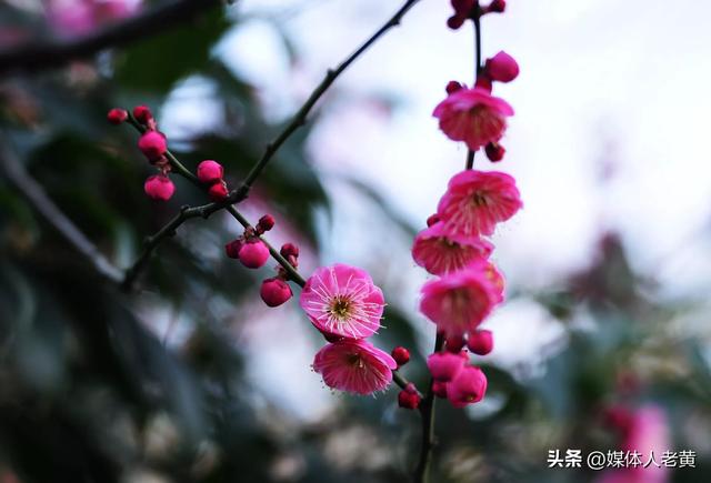 六盘水市水城河畔冬樱和梅花盛开鸟语花香引客来