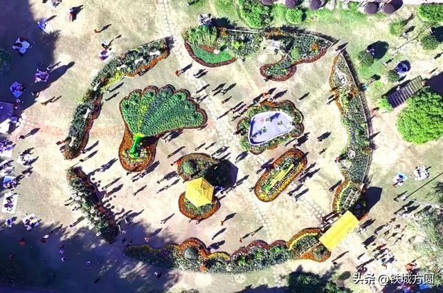 菊香满邵武！第二十届菊花艺术展惊艳绽放，邀你共赏秋韵