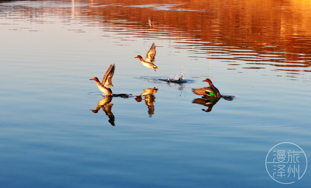 新年过后，泽州来了一群“稀客” →