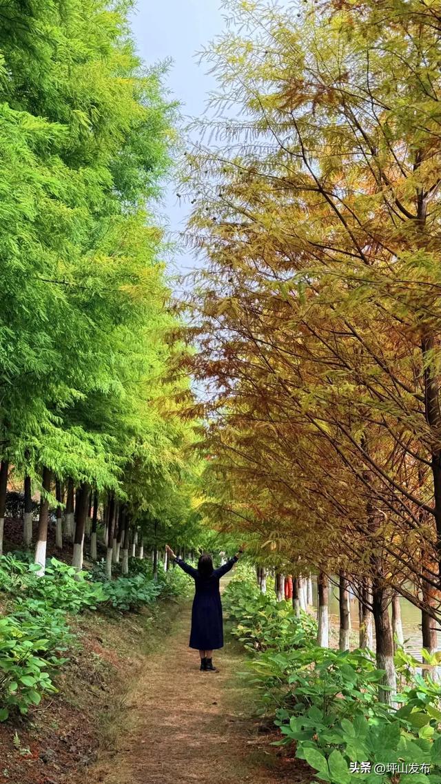 看完你的 看你的，坪山这片格桑花海承包你的秋日治愈感！