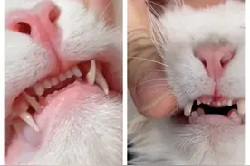 男子领养小猫一个半月，拔了上牙剪断整排牙齿，称没送喵星不错了图片