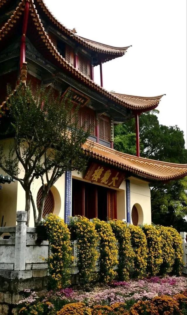 大观公园的菊，是写给昆明最美的秋日情书