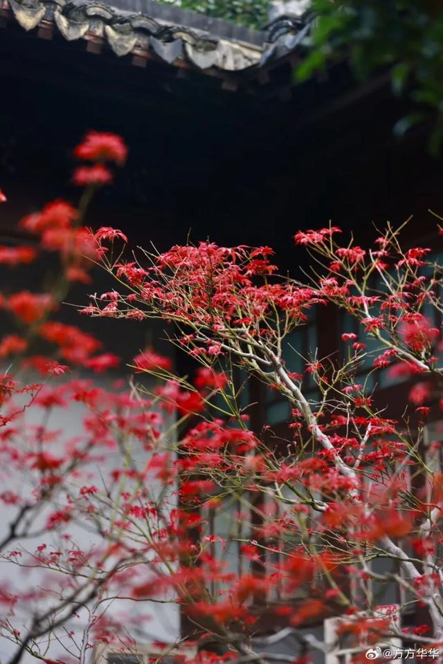 江北这里，红透了！