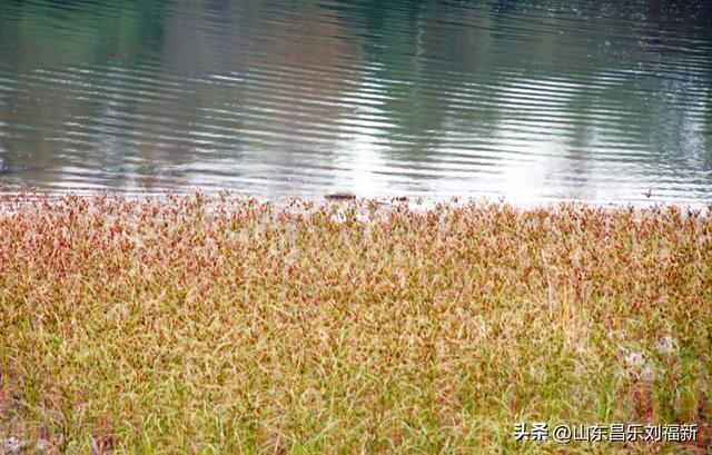 小丹河(老坝河水库西段)立冬那天的风光
