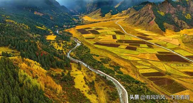 金胡杨卧戈壁，风摇碎满树秋阳