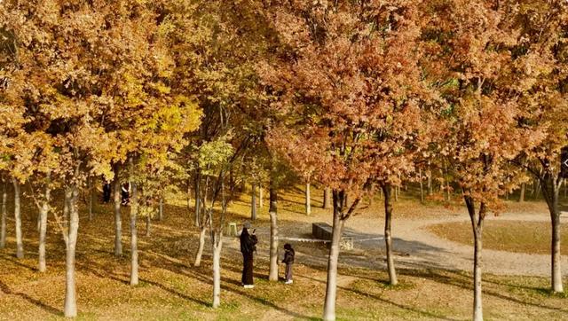 谁说初冬只有萧瑟？来太白湖新区解锁绚烂生机打卡地