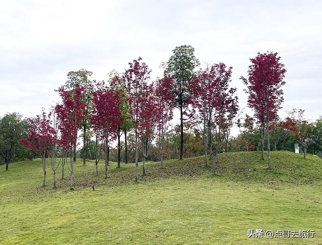 成都双流被低估景区，枫叶惊艳恍若到了川西，不要门票，公交直达