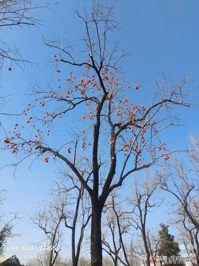 北京景山公园山右里的初冬暖调|申艳娟
