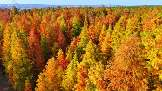 最佳观赏期！孝昌绝美红杉林，太出片了！