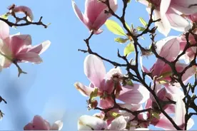 七言花木诗八首图片