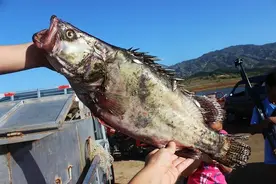 密云水库：一年投放500多吨鱼苗，凭什么成为北京人的“鱼库”？图片