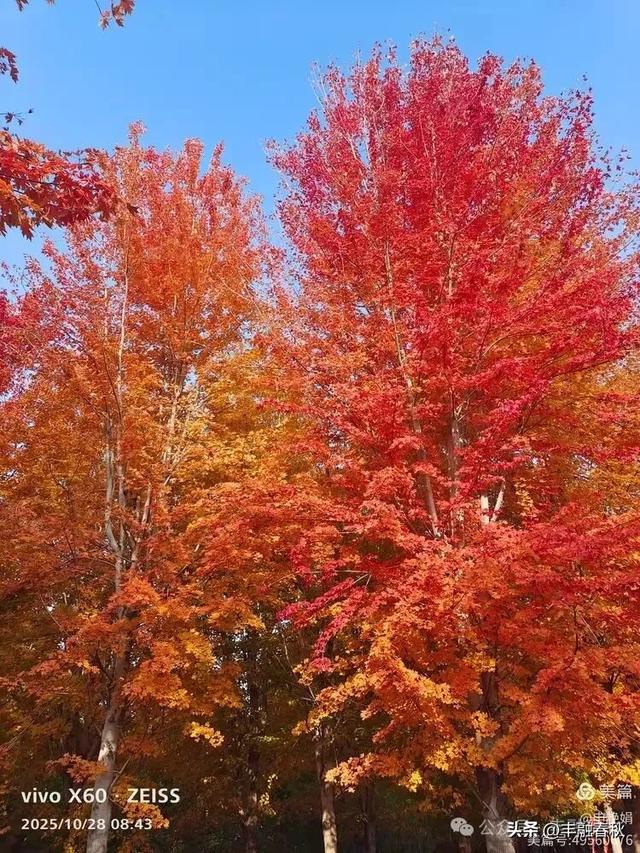 丹枫映秋,枫彩满楼|申艳娟