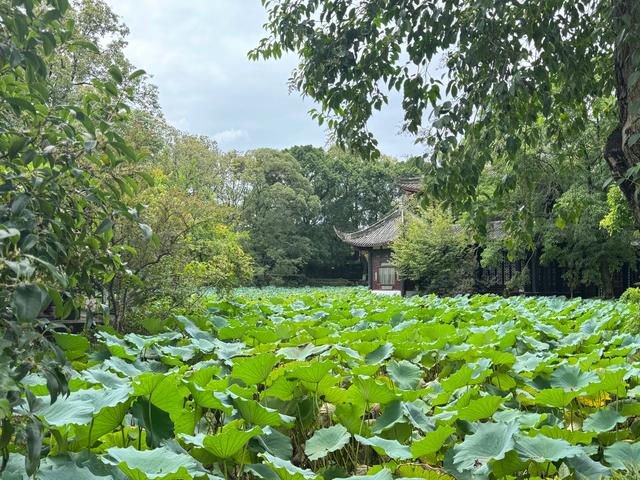 桂湖公园