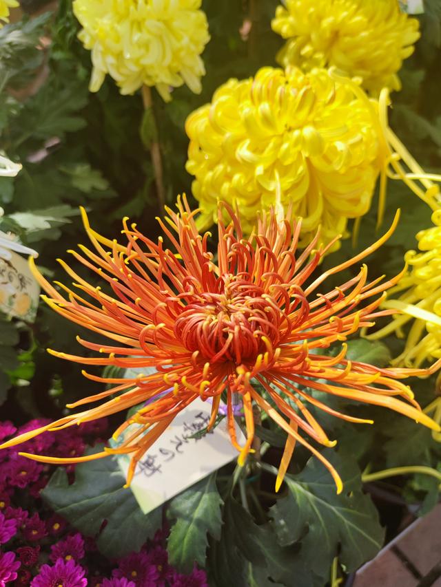 武汉金秋菊展之中山公园特色展