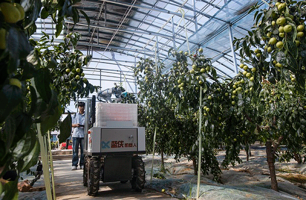 大美大荔，从“起势”到“腾飞”——“十四五”大荔县经济社会高质量发展纵览