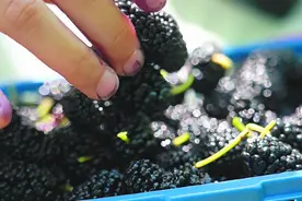 合肥桑葚进入最佳采摘期图片