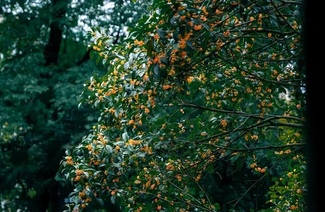 为什么路边的桂花你不能采？