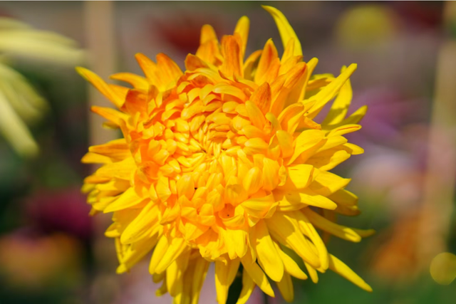 年度金秋盛宴来了，武汉城建集团邀您逛菊展、赏名菊、拍美照！