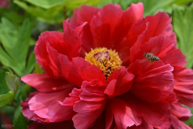 牡丹花海醉游人