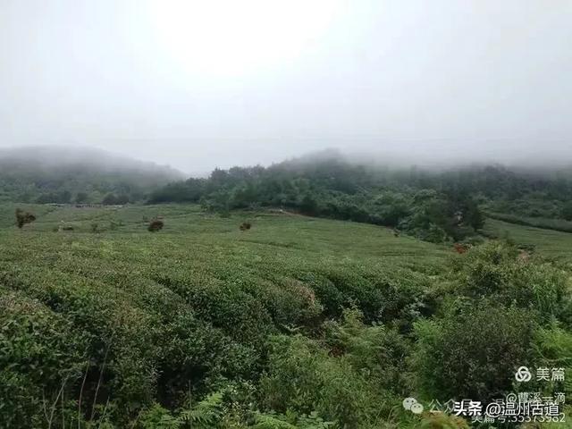夏日闲逛大寺基,体会高山之上的凉意,处处有惊喜!