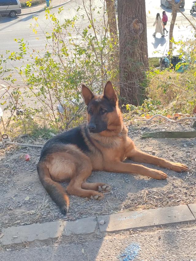 记录德州：岔河河堤上的大集，人山人海，异常热闹