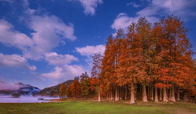 黄山免票+赏秋地，秋假就出发~ | 皖美冬日 | 第十五届安徽国际文化旅游节