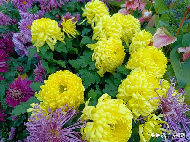 “中山秋韵，菊映盛世”，赏菊南京中山植物园（上）