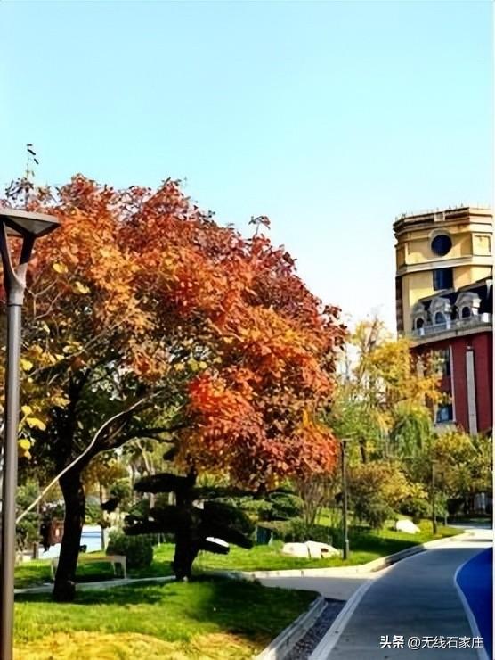 一叶知秋！2025年石家庄市城区赏秋指南来啦 这些地方别错过