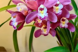 老妈屋里尿骚味太大了，我终于找到了原因，屋里真的没有味儿了图片