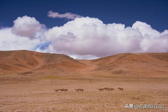 西藏有个县，名气不大，却有媲美马尔代夫的风景和罕见的野生动物