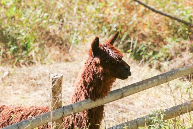 可惜你不听《枫》，不知道醴陵这片枫林到底有多美！