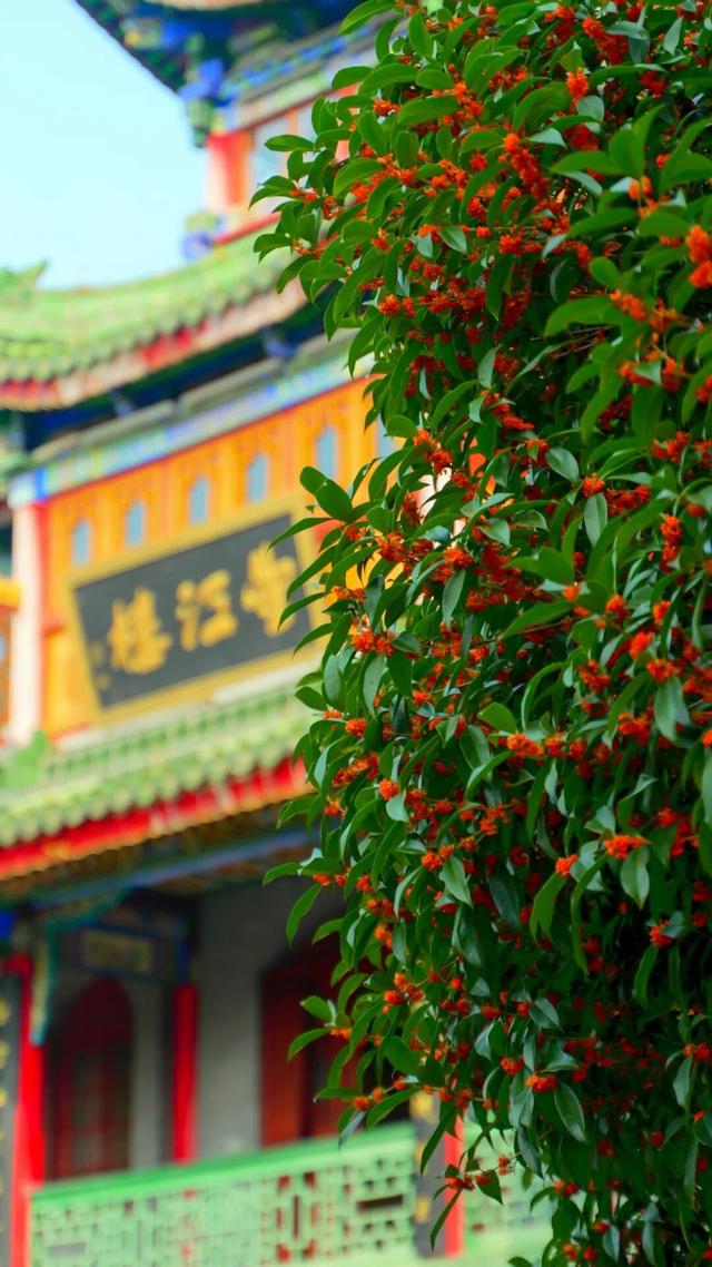 pong香！汉中的桂花怎么全“想开了”→