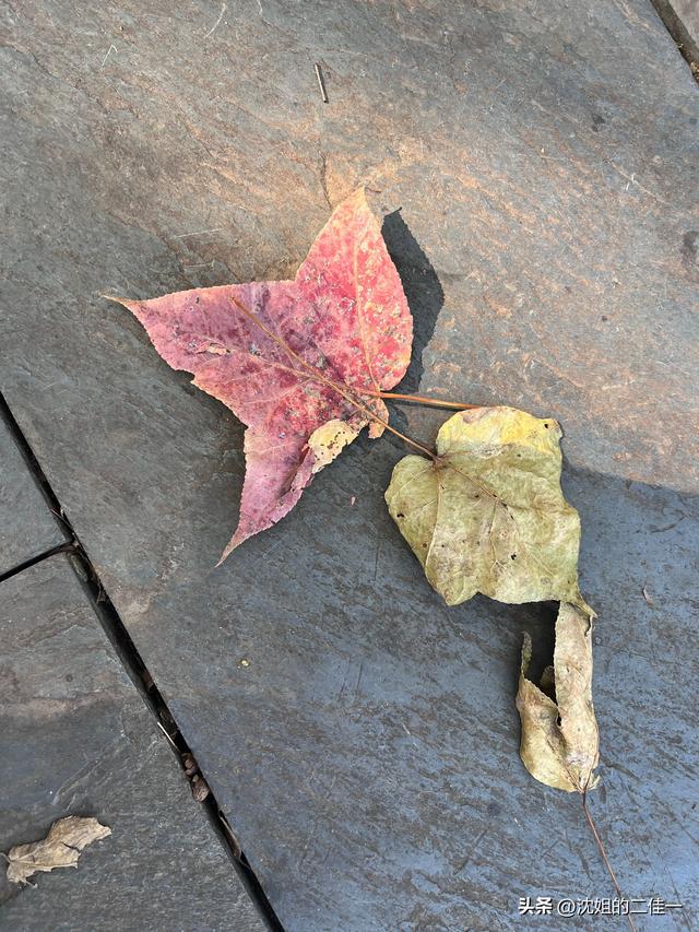 最好的爱就是陪伴——之深山里的柿子树