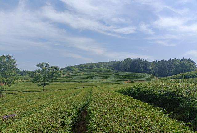 茶之韵│历史演进、文化传承与现代价值启示