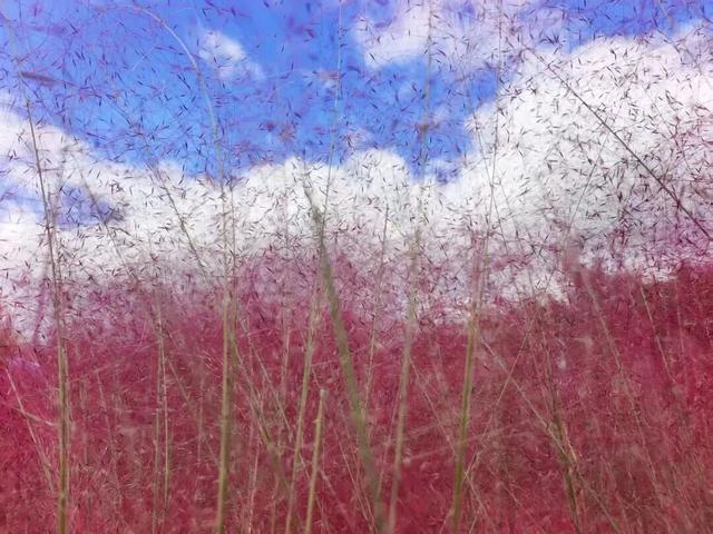 青岛赏秋去哪里？这几个地方别错过！