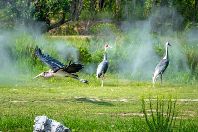 山东有自己的“疯狂动物城”！