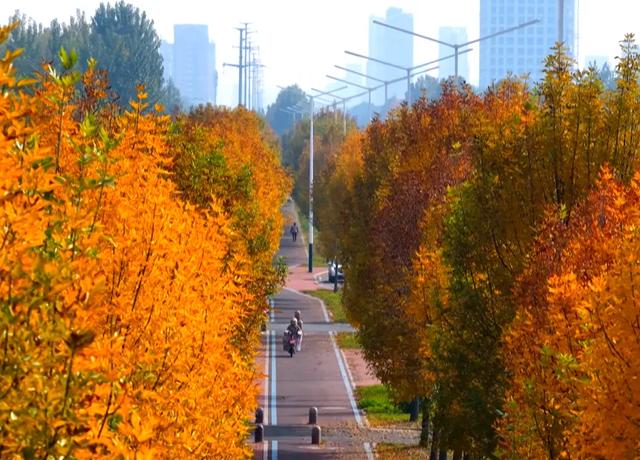 私藏推荐!潍城这片白蜡美到峰值......