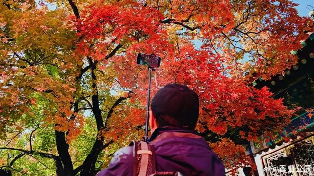 现在，香山“秋日皮肤”已加载85%！来查收